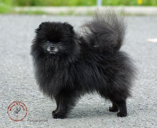 Pomeranian 9R042D-47.JPG